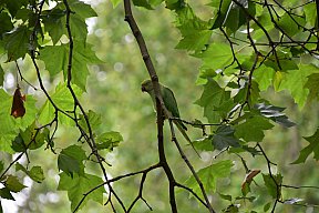 zum Vergrößern anklicken