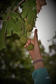 zum Vergrößern anklicken