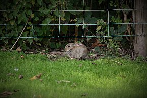 zum Vergrößern anklicken