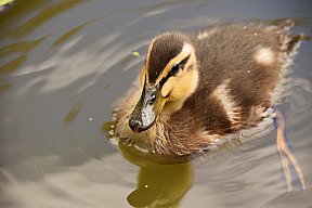 zum Vergrößern anklicken