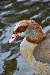 zum Vergrößern anklicken