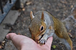zum Vergrößern anklicken