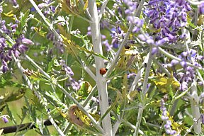 zum Vergrößern anklicken